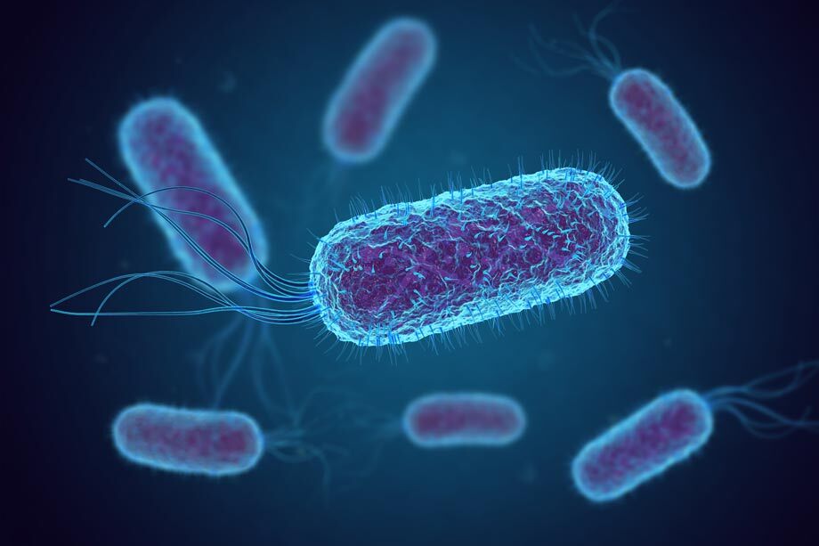 3D rendering of E. coli bacteria