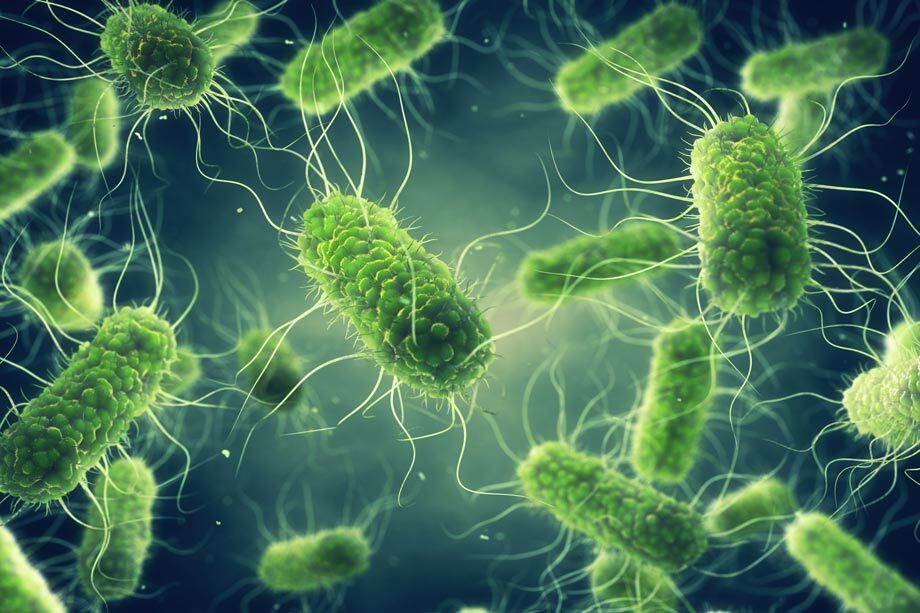3D rendering of E. coli bacteria